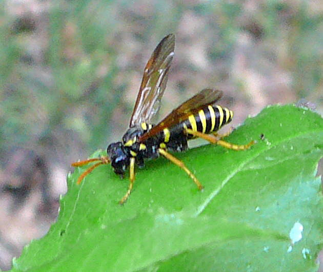 Braunwurz-Blattwespe  Tenthredo scrophulariae Mai 2011 Viernheimer Wald westlich A67 083