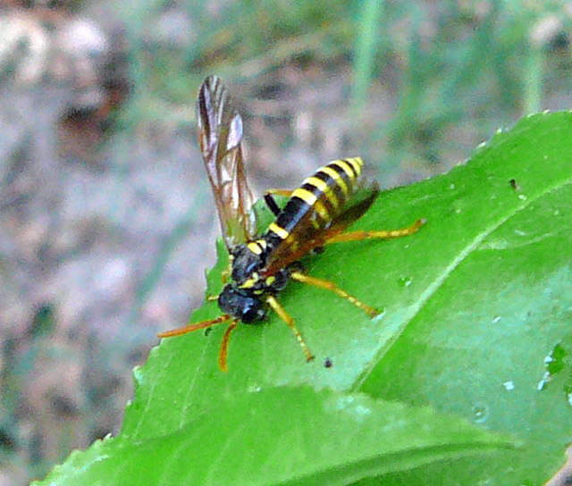 Braunwurz-Blattwespe  Tenthredo scrophulariae Mai 2011 Viernheimer Wald westlich A67 084