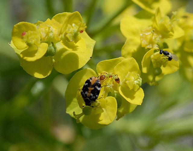 Braunwurz-Bltenkfer (Anthrenus scrophulariae)  2012-05-25 Pflzer Wald, Hinterweidenthal, Dahn, Schnau NIKON 101