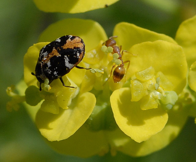 Braunwurz-Bltenkfer (Anthrenus scrophulariae) 2012-05-25 Pflzer Wald, Hinterweidenthal, Dahn, Schnau NIKON 100