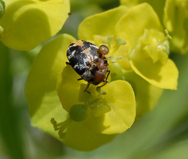 Braunwurz-Bltenkfer (Anthrenus scrophulariae) 2012-05-25 Pflzer Wald, Hinterweidenthal, Dahn, Schnau NIKON 103