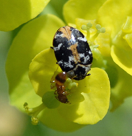 Braunwurz-Bltenkfer (Anthrenus scrophulariae) 2012-05-25 Pflzer Wald, Hinterweidenthal, Dahn, Schnau NIKON 105