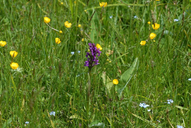 Breitblttrige Knabenkraut (Dactylorhiza majalis) Juni 09 Hoher Vogelsberg... 224
