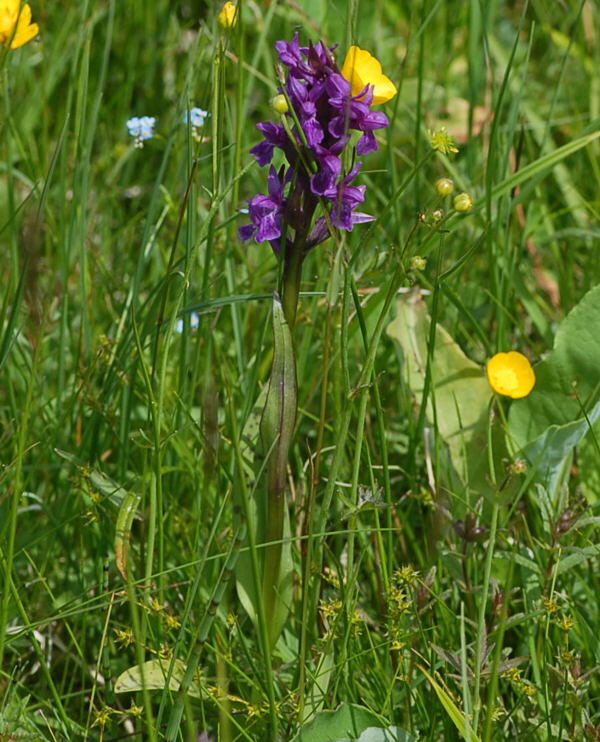 Breitblttrige Knabenkraut (Dactylorhiza majalis) Juni 09 Hoher Vogelsberg... 224a