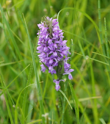 Breitblttrige Knabenkraut (Dactylorhiza majalis) Juni 09 Hoher Vogelsberg... 257