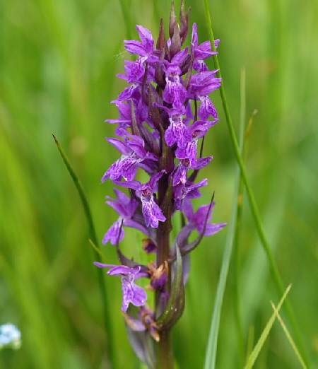 Breitblttrige Knabenkraut (Dactylorhiza majalis) Juni 09 Hoher Vogelsberg... 256