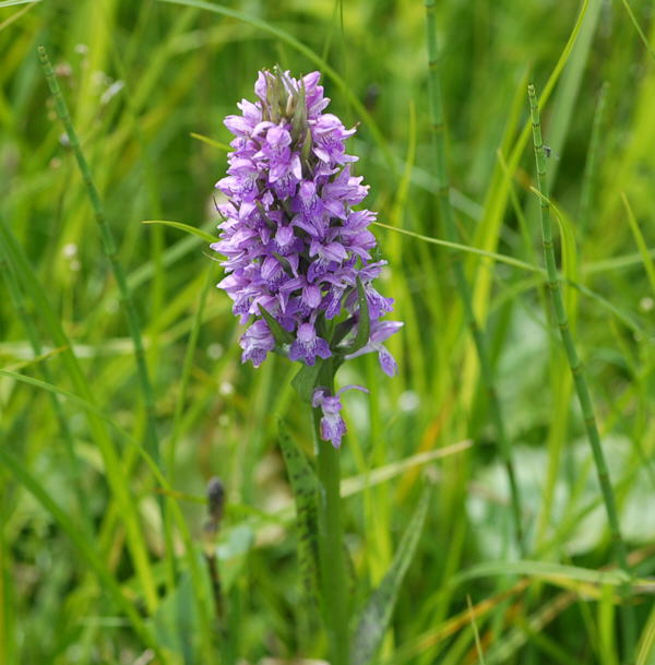 Breitblttrige Knabenkraut (Dactylorhiza majalis) Juni 09 Hoher Vogelsberg... 258