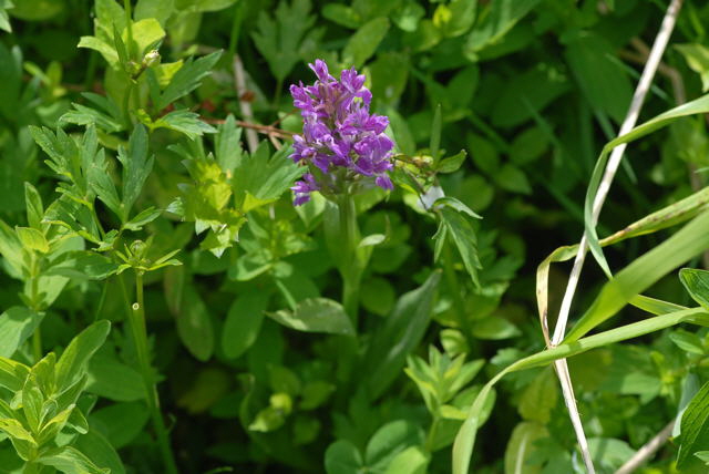 Breitblttrige Knabenkraut (Dactylorhiza majalis) Juni 09 Hoher Vogelsberg... 330