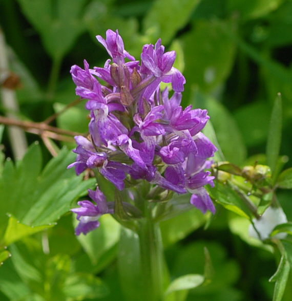 Breitblttrige Knabenkraut (Dactylorhiza majalis) Juni 09 Hoher Vogelsberg... 330a