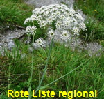 Breitblttriges Laserkraut kl.