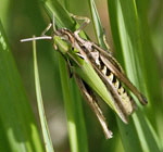 Bunter Grashpfer (Omocestus viridulus) W kl.