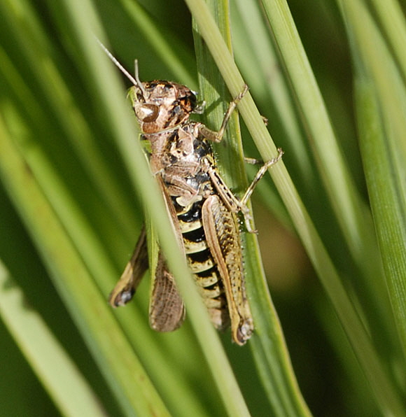Bunter Grashpfer (Omocestus viridulus) Weibchen 2012-08-25 Neuenburger Urwald, Spolsener Moor NIKON 037