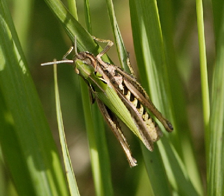 Bunter Grashpfer (Omocestus viridulus) Weibchen 2012-08-25 Neuenburger Urwald, Spolsener Moor NIKON 038