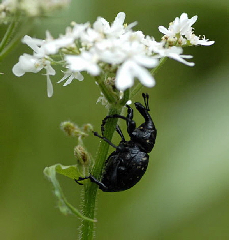 Deutscher Trgrssler (Liparus cf. germanus 2011-07-15 Nationalpark Berchtesgarden Wimbachtal NIKON 277