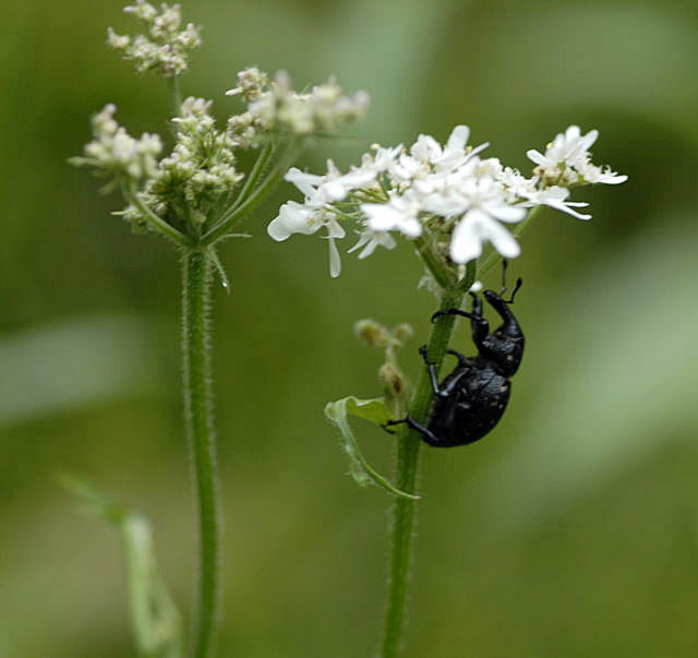 Deutscher Trgrssler (Liparus cf. germanus 2011-07-15 Nationalpark Berchtesgarden Wimbachtal NIKON 278