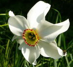 Dichter-Narzisse Narcissus poeticus kl.