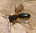 Dicke Sandbiene Andrena cf. gravida kl.