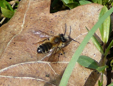 Dicke Sandbiene Andrena cf. gravida April 2010 Odenwald, Erlenbach, Bonsweiher 008