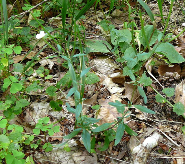 Drsiges Weidenrschen (Epilobium ciliatum) Juli 09 Viernheimer Wald 057