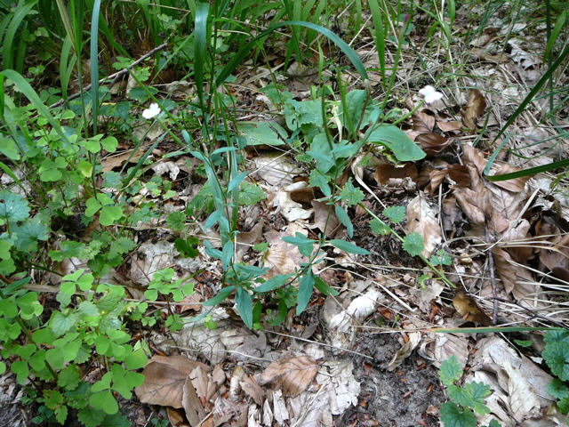 Drsiges Weidenrschen (Epilobium ciliatum) Juli 09 Viernheimer Wald 060