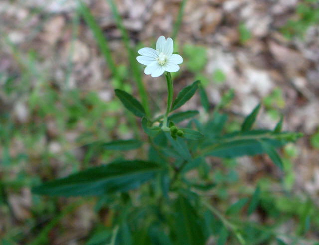 Drsiges Weidenrschen (Epilobium ciliatum) Juli 09 Viernheimer Wald 065