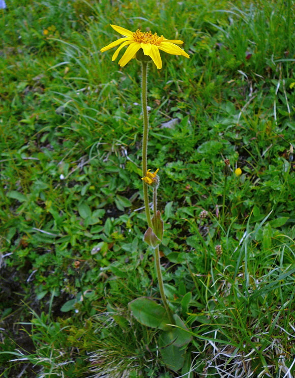 Echte Arnika (Arnica montana)  9.7.2011 Allgu Alpen Fellhorn Oberstdorf-Faistenoy 139