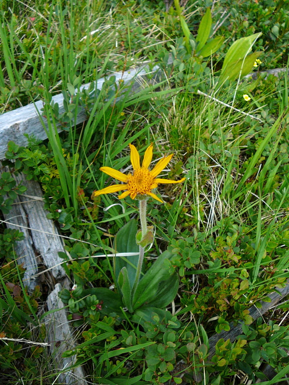 Echte Arnika (Arnica montana)  9.7.2011 Allgu Alpen Fellhorn Oberstdorf-Faistenoy 71