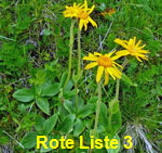 Echte Arnika (Arnica montana) kl.
