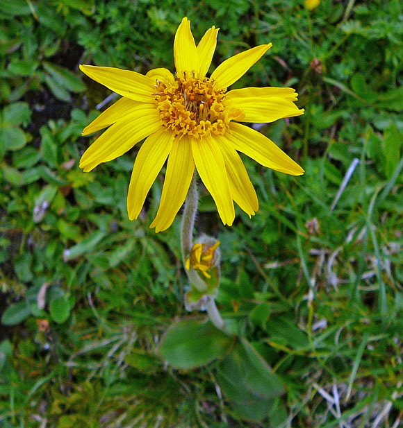 Echte Arnika 9.7.2011 Allgu Alpen Fellhorn Oberstdorf-Faistenoy 140