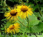 Echter Alant - Inula helenium kl.