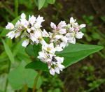 Echter Buchweizen Fagopyrum esculentum kl.