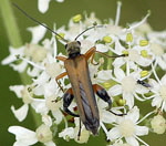 Echter Schenkelkfer (Oedemera podagrariae Mnnch. kl.