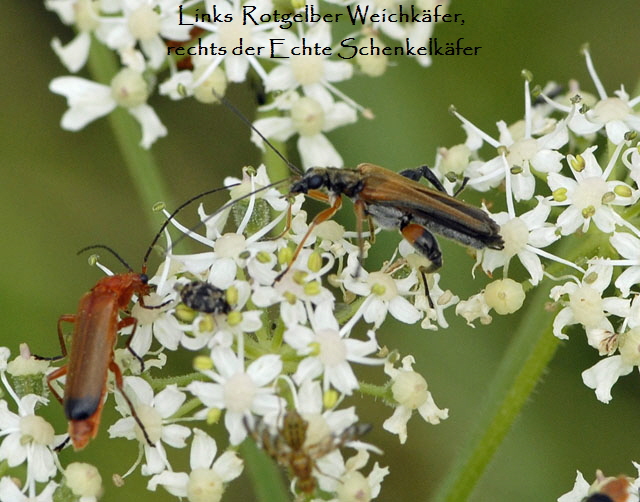 Echter Schenkelkfer (Oedemera podagrariae Mnnchen Juli 2012 Odenwald-Wilhelmsfeld-Schnbrunn NIKON 057
