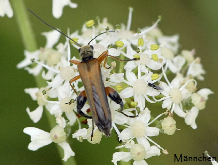 Echter Schenkelkfer (Oedemera podagrariae Mnnchen Juli 2012 Odenwald-Wilhelmsfeld-Schnbrunn NIKON 060