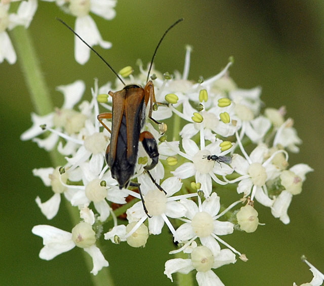 Echter Schenkelkfer (Oedemera podagrariae Mnnchen Juli 2012 Odenwald-Wilhelmsfeld-Schnbrunn NIKON 061