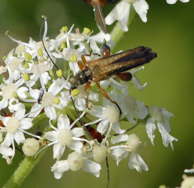 Echter Schenkelkfer (Oedemera podagrariae Mnnchen Juli 2012 Odenwald-Wilhelmsfeld-Schnbrunn NIKON 063