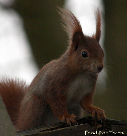Eichhrnchen-Februar 09-1-Garten_Ni