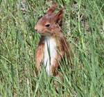 Eichhrnchen-Jungtier kl.