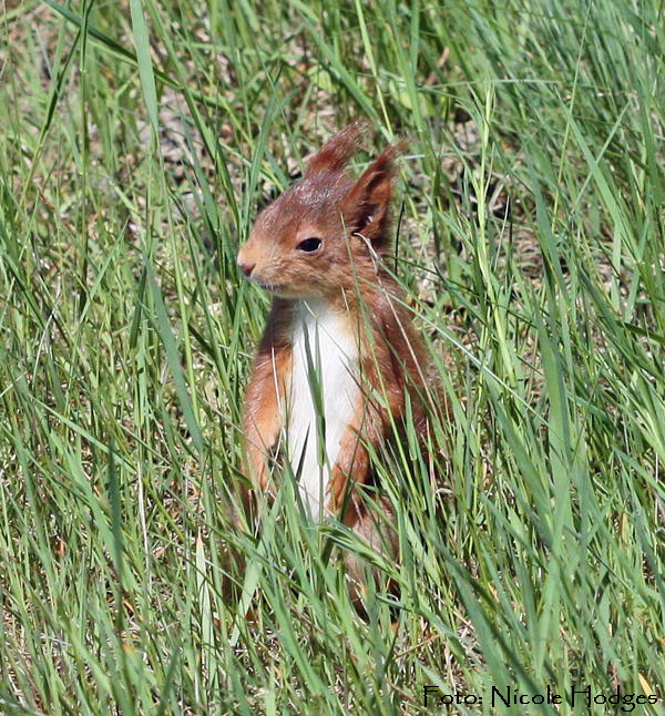 Eichhrnchen-Jungtier1-HeideLampertheim17.05._N
