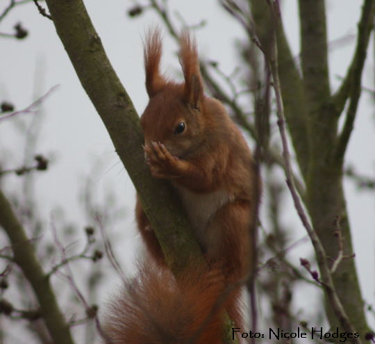 Eichhrnchen Mrz 09 Httenfeld IMG_1812 N.