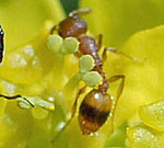 Einbindige Schmalbrustameise Temnothorax unifasciatus 1 kl.