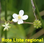 Eisenhutblttriger Hahnenfu (Ranunculus aconitifolius) kl.