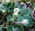 Erdbeer-Fingerkraut (Potentilla sterilis kl.