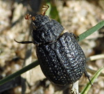 Erdkfer Trox spec. kl.