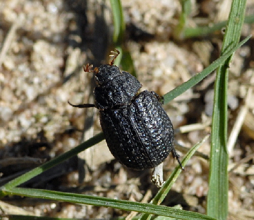 Erdkäfer Trox spec. März 2012 Bienen FFH Reliktwald Ost NIKON 080_K Erdkäfer Trox spec. März 2012 Bienen FFH Reliktwald Ost NIKON 080_K