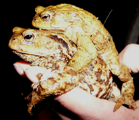 Erdkrte Mrz 2011 Amph.biotop, Holz Beckerschneise, Krten 114