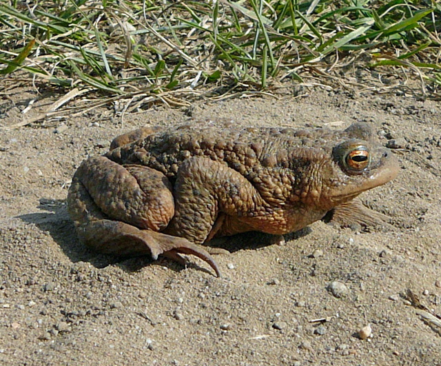 Erdkrte Mrz 2012 Httenfeld, Feld