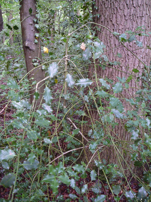 Europische Stechpalme (Ilex aquifolium) 2012-08-25 Zetel, Neuenburger Urwald, Spolsener Moor 015