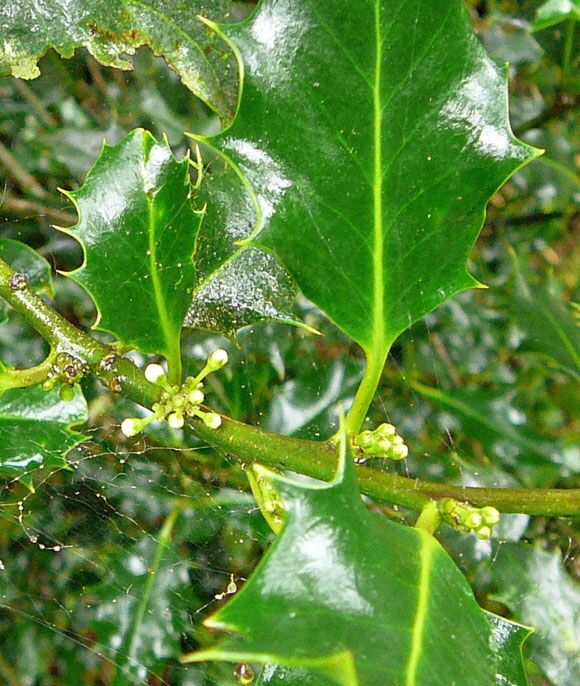 Europische Stechpalme (Ilex aquifolium) 2012-08-25 Zetel, Neuenburger Urwald, Spolsener Moor 063
