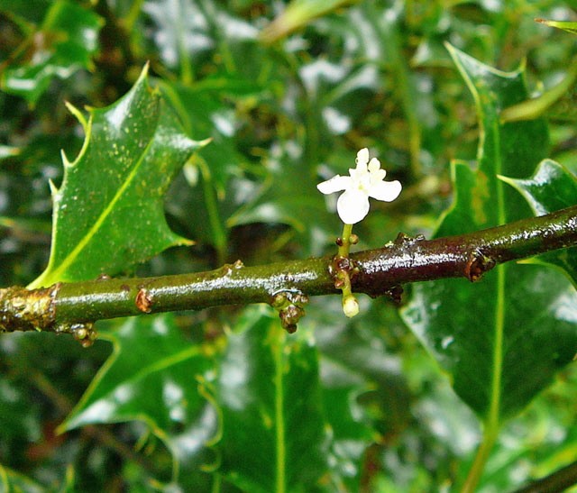 Europische Stechpalme (Ilex aquifolium) 2012-08-25 Zetel, Neuenburger Urwald, Spolsener Moor 064